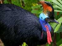 Venture into Mysterious Papua