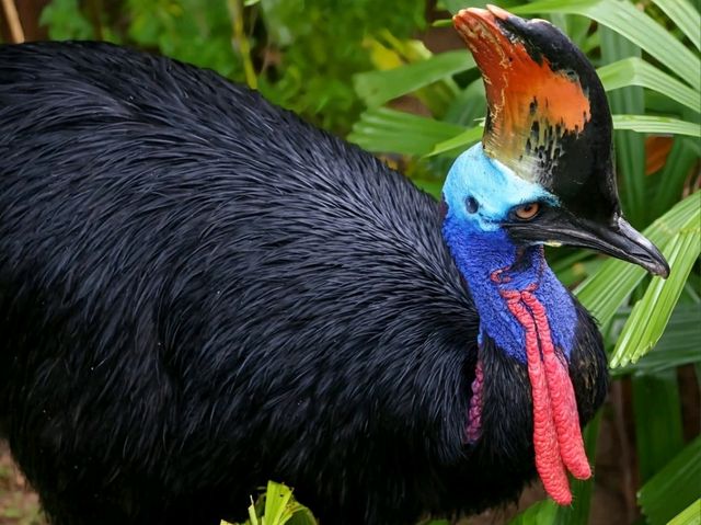 Venture into Mysterious Papua