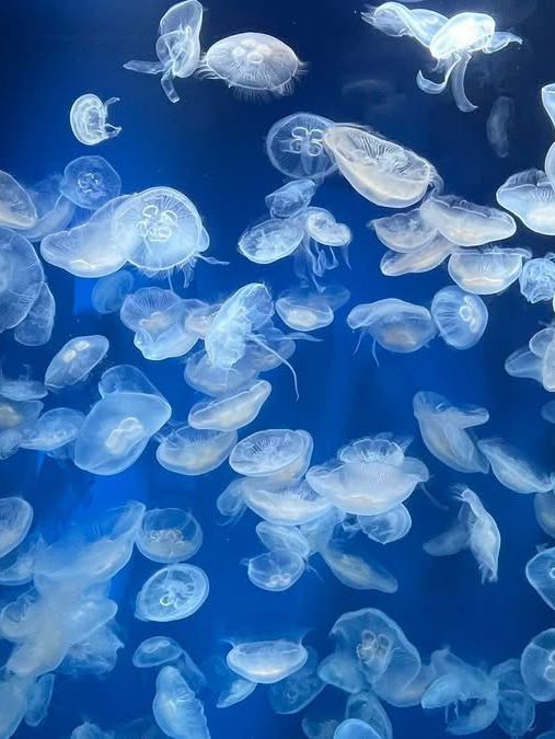 神戸市立須磨海浜水族園 Kobe Suma Seaworld