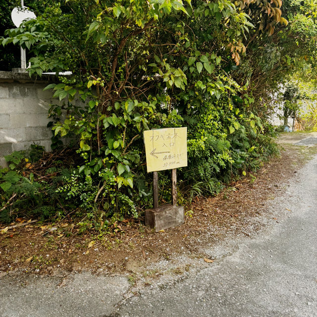 【沖縄・本部町】まるでジブリの世界。時が止まる緑のトンネル「備瀬のフクギ並木」で癒しの休日