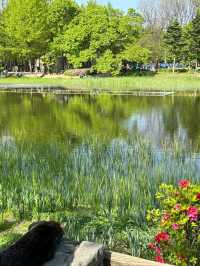 🇰🇷 Seoul Forest – A Must-Visit Gem in Seoul! 🌳✨