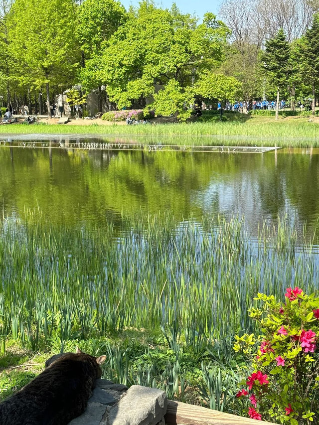 🇰🇷 Seoul Forest – A Must-Visit Gem in Seoul! 🌳✨