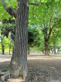 Peaceful Strolls at Ueno Park – A Calm Corner in Tokyo