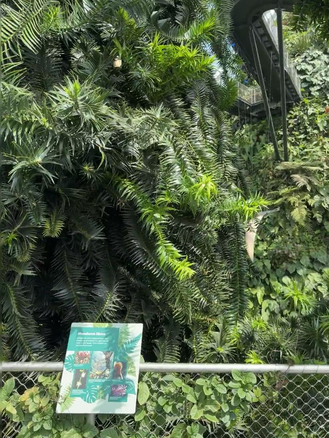 Cloud Forest Jurassic in Singapore 🦕