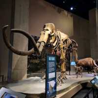 Perot Museum of Nature and Science – Dallas