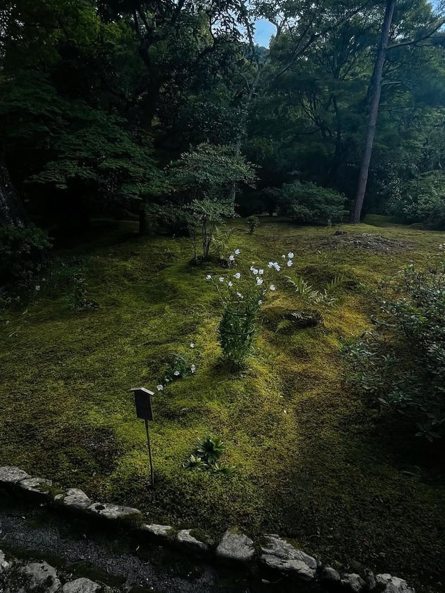 【天龍寺】心を整える禅の世界🌿嵐山の静寂に包まれる癒しの時間