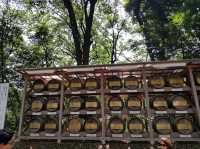 วัดเมจิ (Meiji Jingu) – ศาลเจ้าศักดิ์สิทธิ์