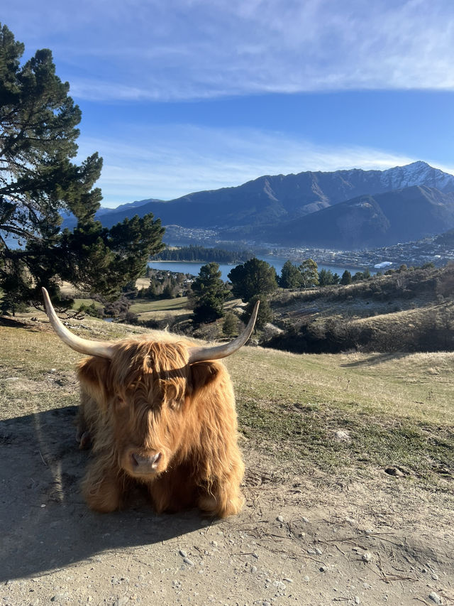 🦌 Deer Heights Park – Queenstown, New Zealand