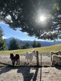 🦌 Deer Heights Park – Queenstown, New Zealand