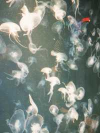 🐙 ดำน้ำไม่เปียกที่สถาบันวิทย์ฯ ทางทะเล 🌊🔬