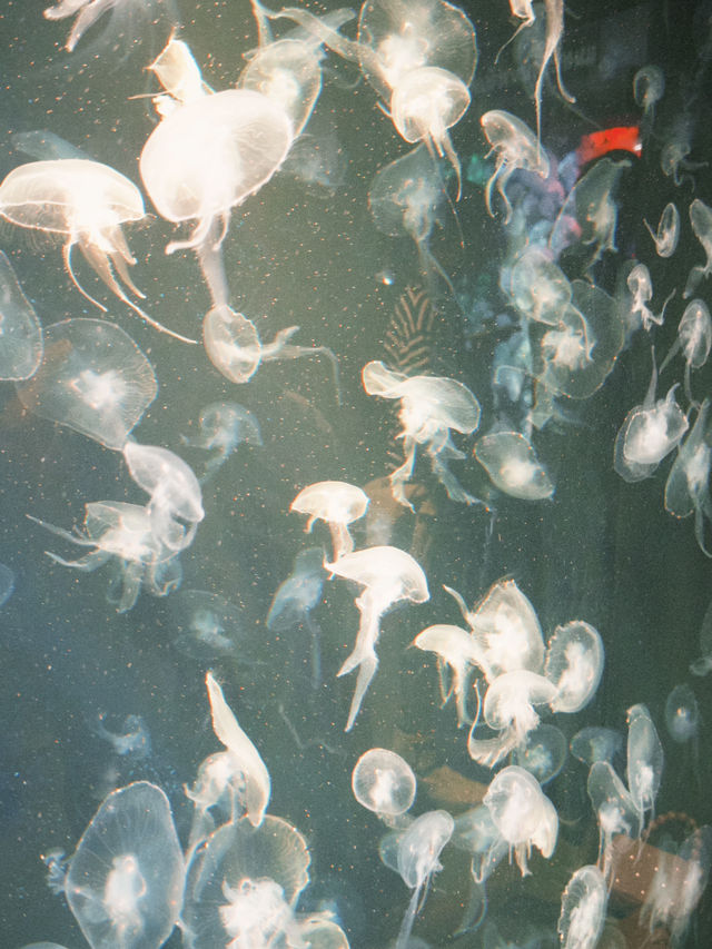 🐙 ดำน้ำไม่เปียกที่สถาบันวิทย์ฯ ทางทะเล 🌊🔬