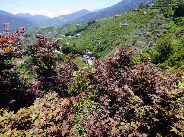 梨山楓之谷