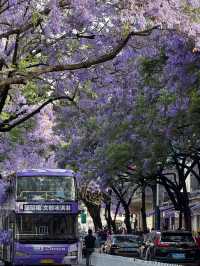 💜 Where to See Purple Flowers in Kunming✨
