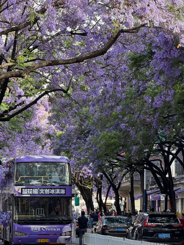 💜 Where to See Purple Flowers in Kunming✨
