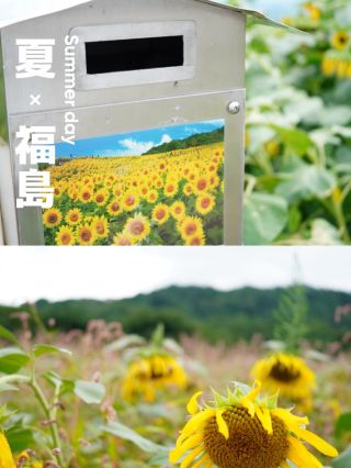 [ฟุกุชิมะ] ทุ่งทานตะวันที่ใหญ่ที่สุดในโทโฮคุ มีดอกไม้กว่า 2.5 ล้านดอก