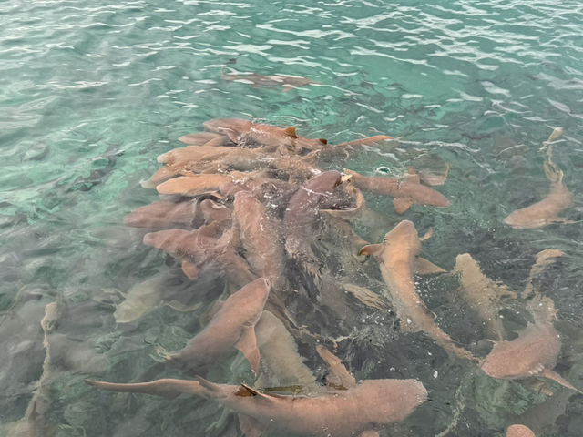 Refreshing trip in Maldives 