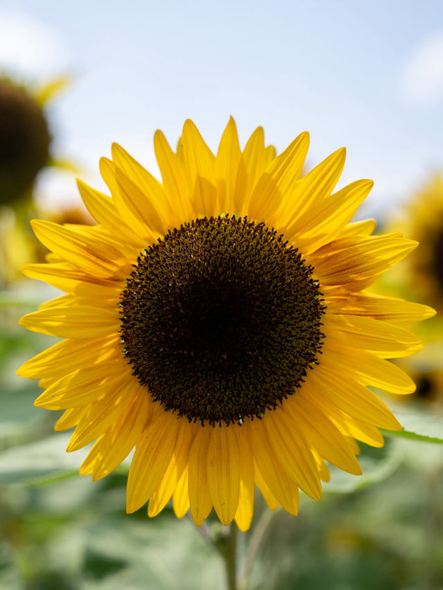 30万本のヒマワリが咲き誇る『山中湖 花の都公園』🌻🌻🌻