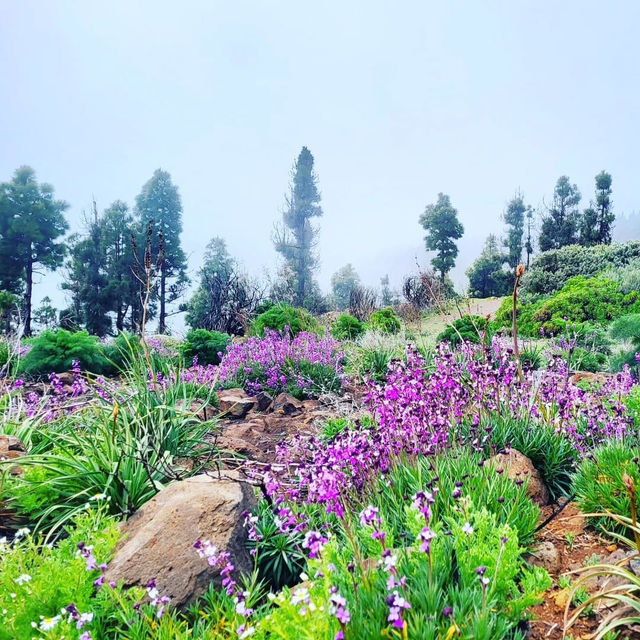 Reach New Heights at Pico de las Nieves Reach New Heights at Pico de las Nieves