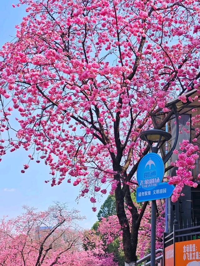 Yuantong Hill: Where Spring Paints the Sky Pink Yuantong Hill: Where Spring Paints the Sky Pink