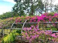Bougainvilaa Trail Putrajaya – A Colorful Escape for Nature Lovers