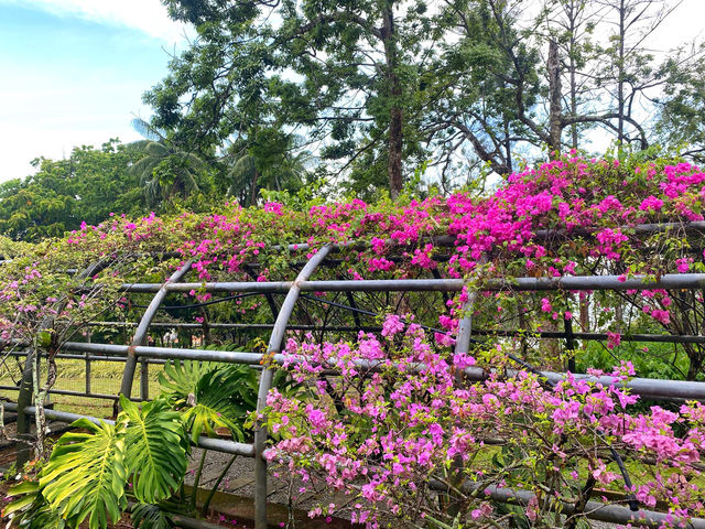 Bougainvilaa Trail Putrajaya – A Colorful Escape for Nature Lovers