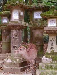 【奈良公園】砂ずりの藤　春日大社