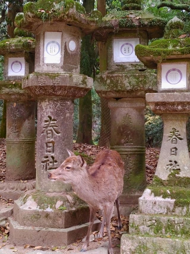 【奈良公園】砂ずりの藤　春日大社