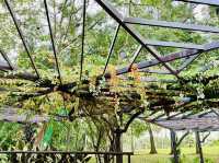 Climb into Nature’s Charm at Laman Pepanjat! 