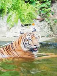 🦒🌿 สวนสัตว์เปิดเขาเขียว-วันชิลๆ กับสัตว์น่ารัก