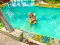 與猛獸近距離接觸的芭提雅老虎園 Tiger Park Pattaya