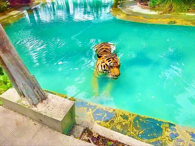 與猛獸近距離接觸的芭提雅老虎園 Tiger Park Pattaya