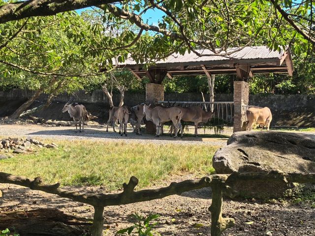 台北親子游必看動物園攻略✨台中市動物園