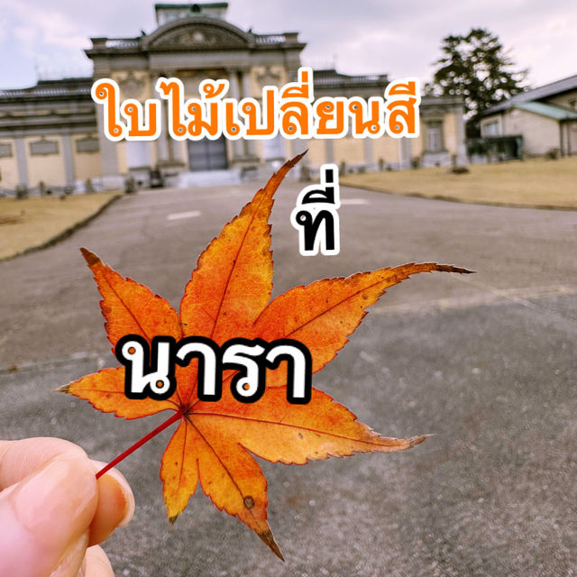 🍂 นาราในช่วงใบไม้เปลี่ยนสี… ใบไม้ร่วงเป็นพรมสีทอง 🍂 นาราในช่วงใบไม้เปลี่ยนสี… ใบไม้ร่วงเป็นพรมสีทอง