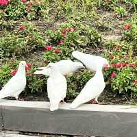 🌿 Zijing Mountain Park — Zhengzhou’s Peaceful Parkland with a Feathered Twist