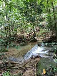ป่าในเมือง – ระนอง