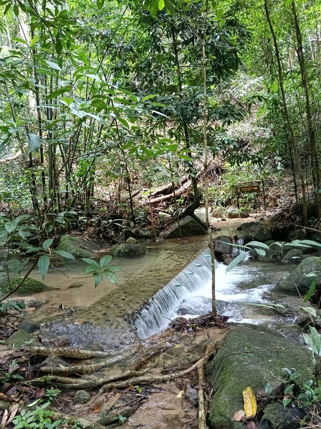 ป่าในเมือง – ระนอง
