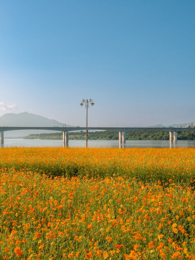 한강 따라 이어진 황화코스모스 🧡