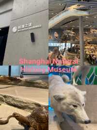 Shanghai Natural History Museum 🦖🦕🐘🦌🦒🦏🦥