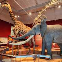 Royal Albert Memorial Museum & Art Gallery, Exeter – Exeter’s Curiosity Cabinet & Cultural Beacon
