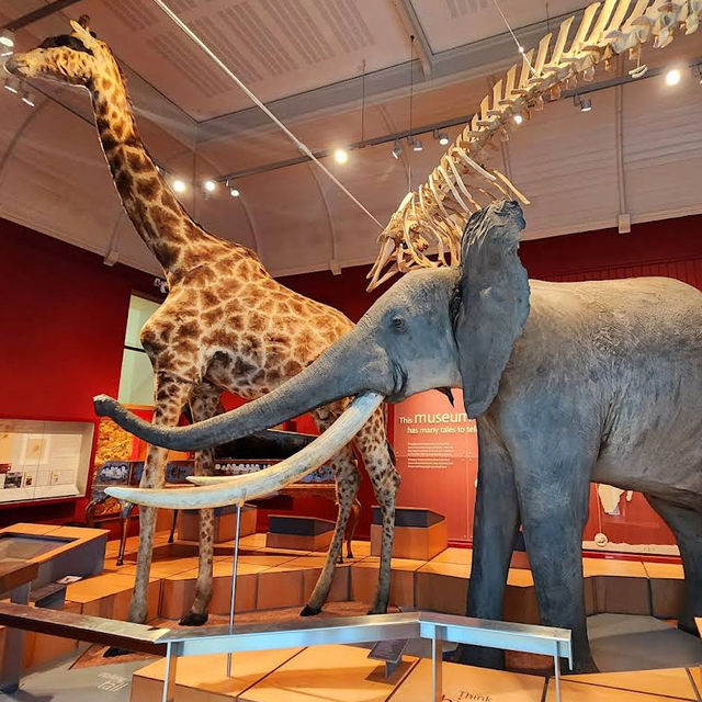 Royal Albert Memorial Museum & Art Gallery, Exeter – Exeter’s Curiosity Cabinet & Cultural Beacon