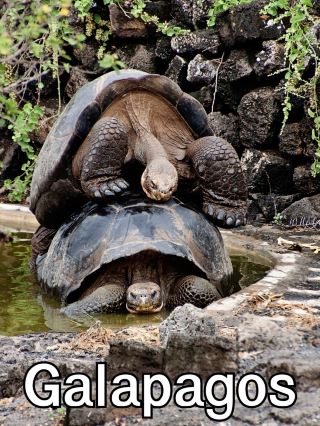 Galapagos Islands Ecuador