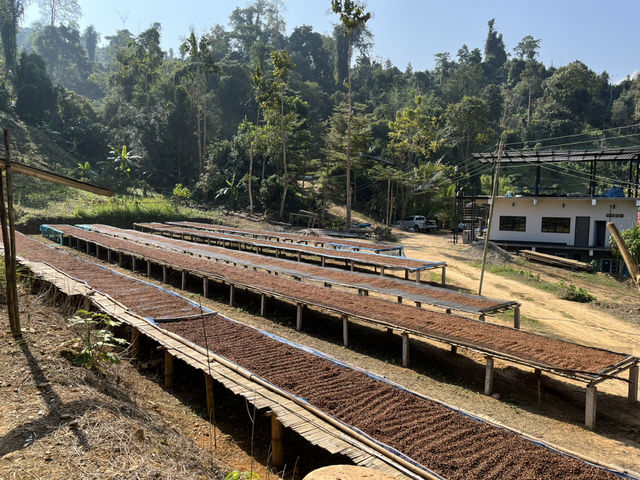 สวนยาหลวง จ.น่าน สวนยาหลวง จ.น่าน