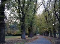  🌳 墨爾本市中心的秘密花園！Fitzroy Gardens 一日輕旅行