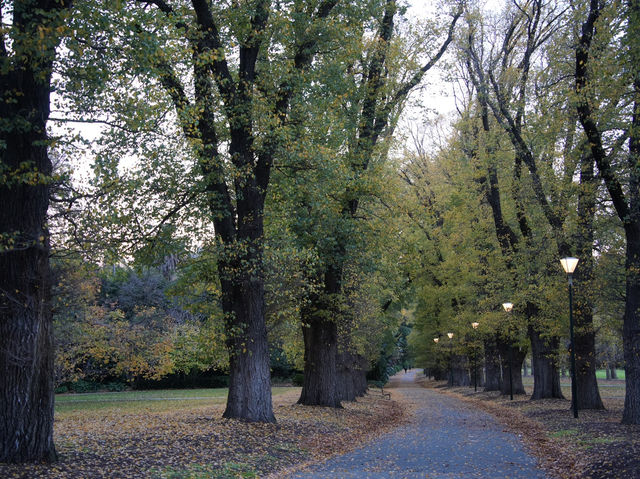  🌳 墨爾本市中心的秘密花園！Fitzroy Gardens 一日輕旅行