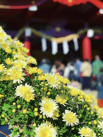 日本で最も古い菊の祭典 流鏑馬や限定御朱印も・・ | Trip.com 笠間