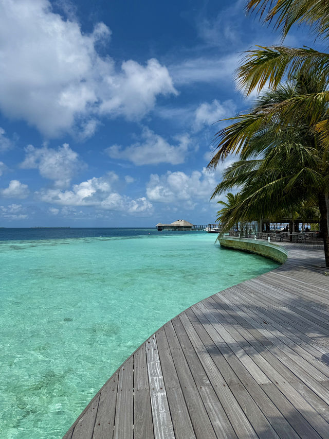 🐬 Oceanfront Lunch Bliss in the Maldives