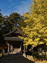 【旅行前に見て】観光攻略付‼️藤の花だけじゃない!💜🍁✨古刹を彩る美しい紅葉の庭園を楽しむ静寂の旅へ🙏