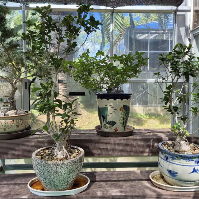 Halla Arboretum, Jeju Island,S.Korea