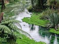 Pure Blue: New Zealand's Blue Spring