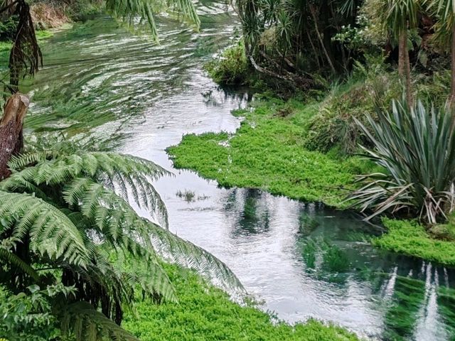 Pure Blue: New Zealand's Blue Spring